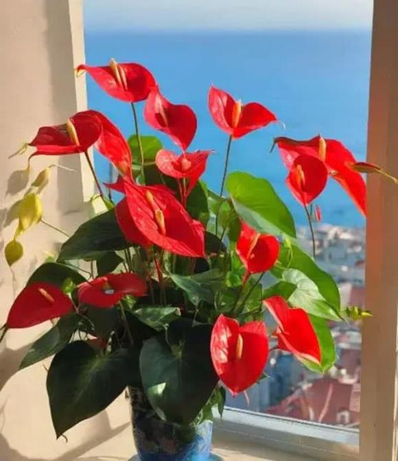 cây trầu bà, trồng cây, trồng hoa