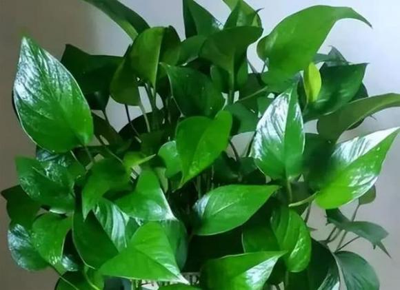 cây trầu bà, trồng cây, trồng hoa