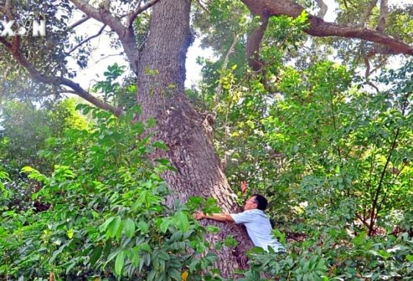 Loài cây cứng như sắt, quý hơn vàng, Chai lá cong, Shorea falcata, nguy cơ tuyệt chủng