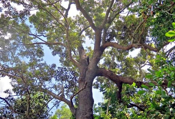 Loài cây cứng như sắt, quý hơn vàng, Chai lá cong, Shorea falcata, nguy cơ tuyệt chủng