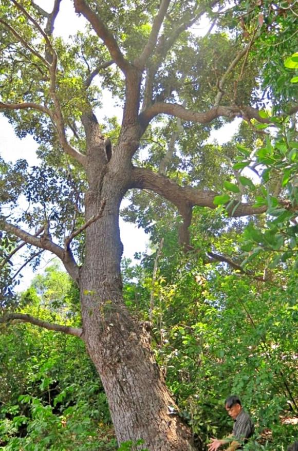 Loài cây cứng như sắt, quý hơn vàng, Chai lá cong, Shorea falcata, nguy cơ tuyệt chủng