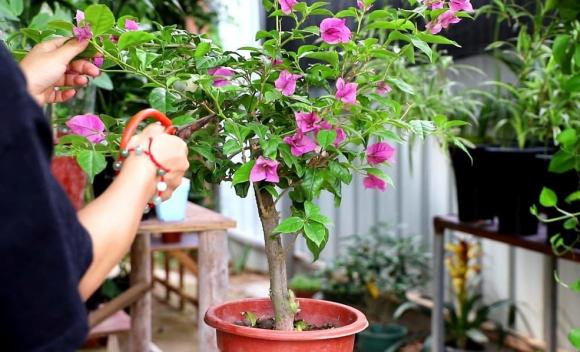 cắt tỉa cây cảnh, chăm sóc cây cảnh