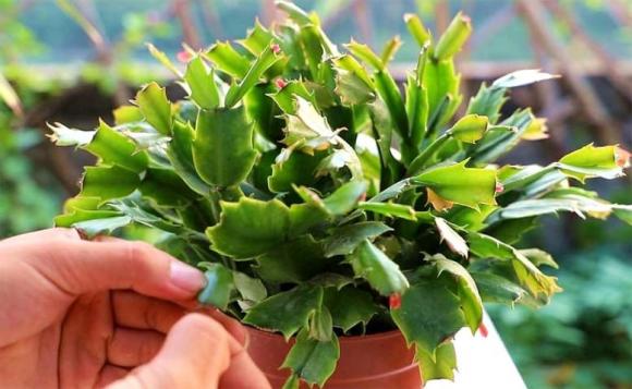 cắt tỉa cây cảnh, chăm sóc cây cảnh
