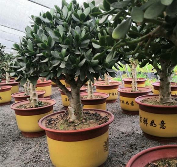 cắt tỉa cây cảnh, chăm sóc cây cảnh