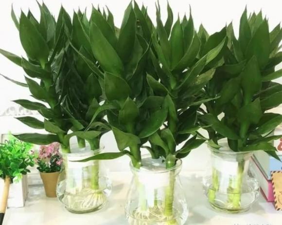 cây phát lộc, cây cảnh