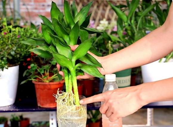 cây phát lộc, cây cảnh