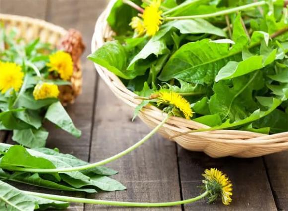 loại rau tốt nhất thế giới, bồ công anh