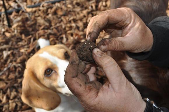 nấm truffle, săn nấm truffle