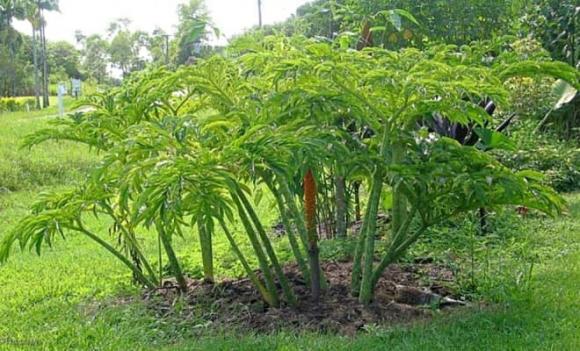 củ nưa, loại củ cứu đói, loại củ kỳ lạ, làm đẹp da, chữa lành vết thương, củ lạ
