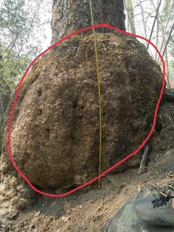 Gỗ quý việt nam, gỗ giáng hương