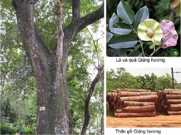 Gỗ quý việt nam, gỗ giáng hương