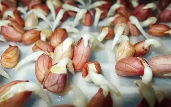 Thực phẩm mọc mầm, thực phẩm không nên ăn