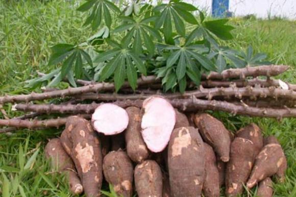 Thực phẩm mọc mầm, thực phẩm không nên ăn