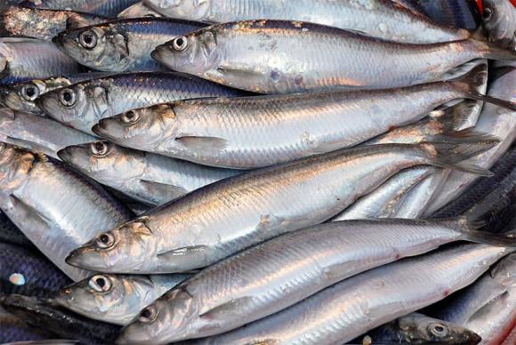 Loại cá chứa omega 3, cá hồi