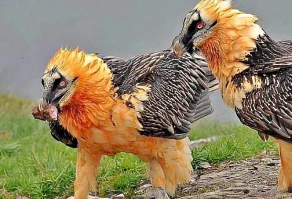 Gypaetus barbatus, kền kền râu, Bearded Vulture, kền kền ăn xác thối, kền kền râu ăn xương