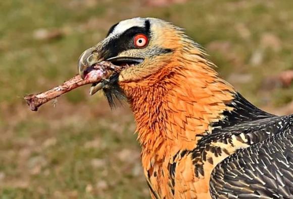 Gypaetus barbatus, kền kền râu, Bearded Vulture, kền kền ăn xác thối, kền kền râu ăn xương