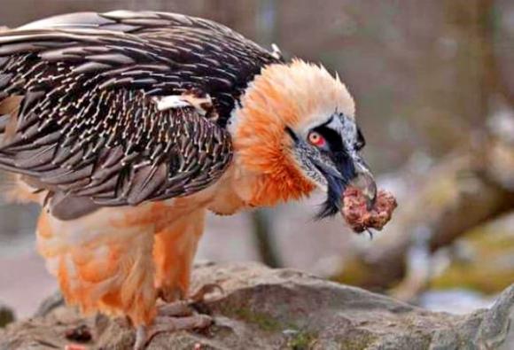 Gypaetus barbatus, kền kền râu, Bearded Vulture, kền kền ăn xác thối, kền kền râu ăn xương