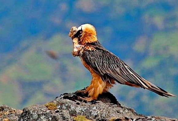 Gypaetus barbatus, kền kền râu, Bearded Vulture, kền kền ăn xác thối, kền kền râu ăn xương