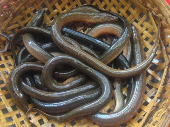 cá bẩn ở chợ, lươn, cá rô phi