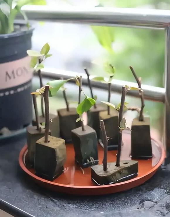 hoa giấy, trồng cây, trồng hoa