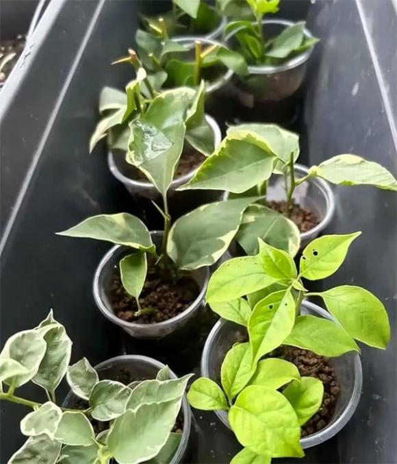 hoa giấy, trồng cây, trồng hoa