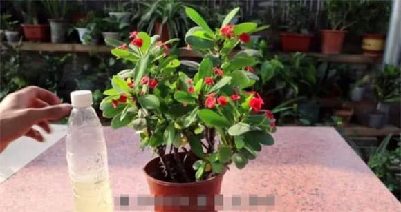 trồng hoa, trồng cây, nước vo gạo