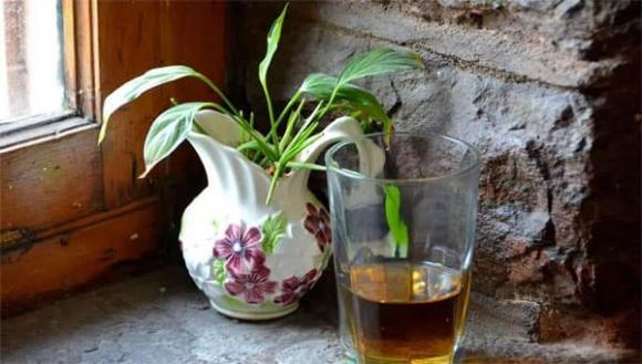 trồng hoa, trồng cây, nước vo gạo
