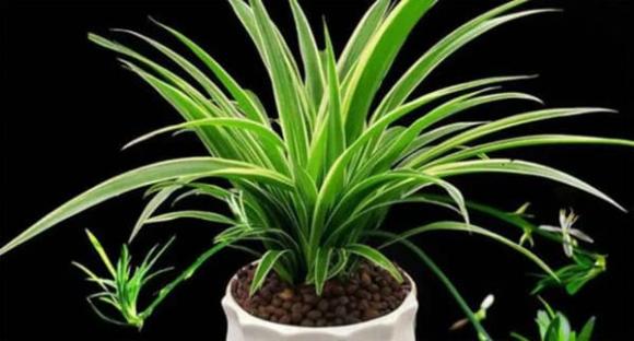 trồng hoa, trồng cây, nước vo gạo