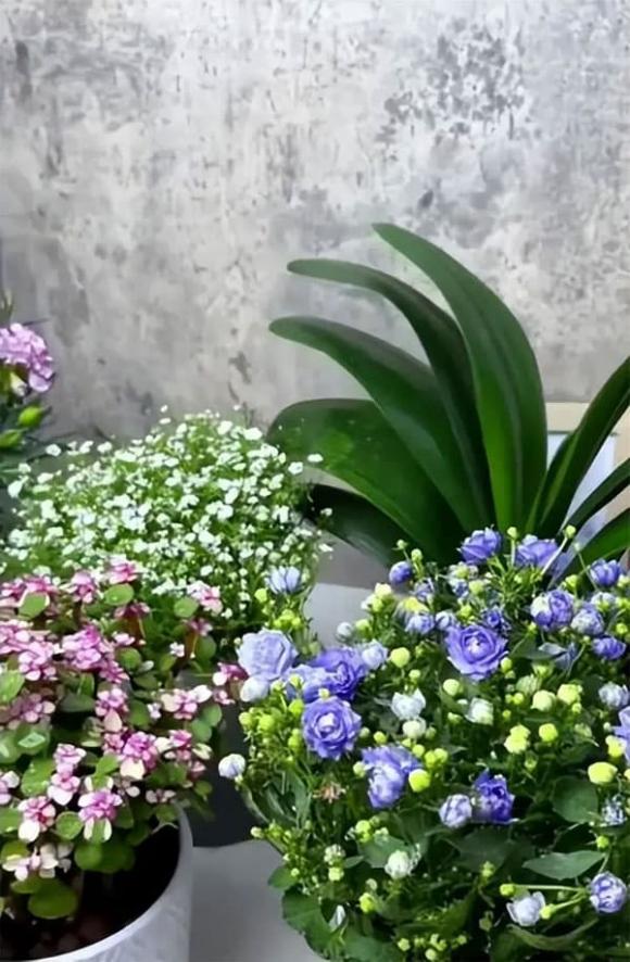 trồng hoa, trồng cây, nước vo gạo