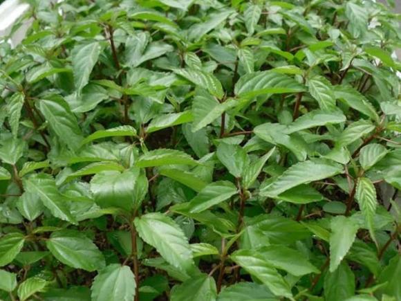 loại rau ít thuốc sâu nhất, chăm sóc sức khỏe