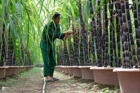 Xứ sở mía đường của Việt Nam, câu mía, Quảng Ngãi