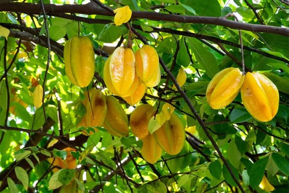 Vị trí trồng khế tốt nhất, khế phong thủy, phong thủy nhà