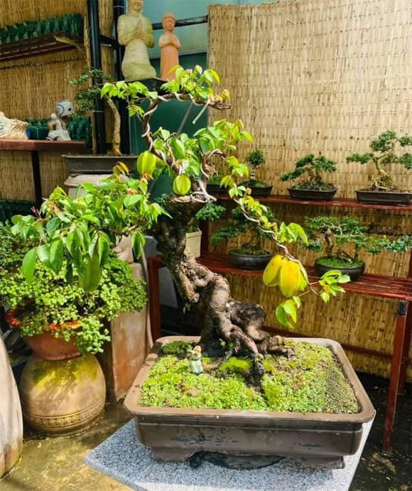 Vị trí trồng khế tốt nhất, khế phong thủy, phong thủy nhà
