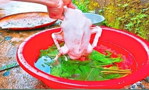 vịt, vặt lông vịt, mẹo làm sạch lông vịt