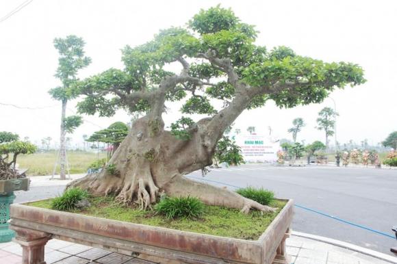 Bonsai, cây sung bonsai giá 10 tỷ