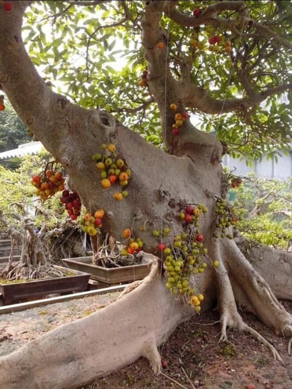 Bonsai, cây sung bonsai giá 10 tỷ