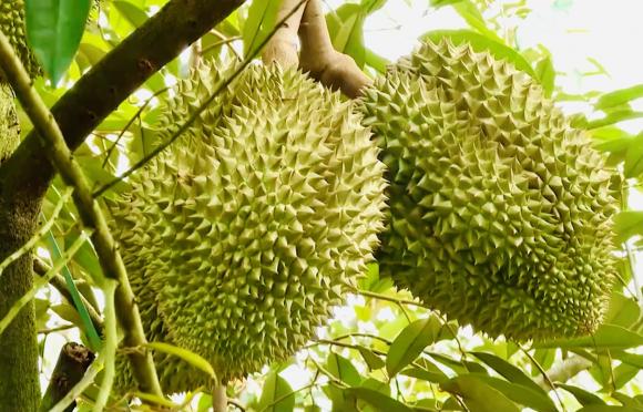 mùng 1, quả không nên thắp hương mùng 1, thắp hương