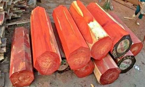 Loại gỗ đắt giá nhất nhì thế giới, gỗ đàn hương, vàng lỏng