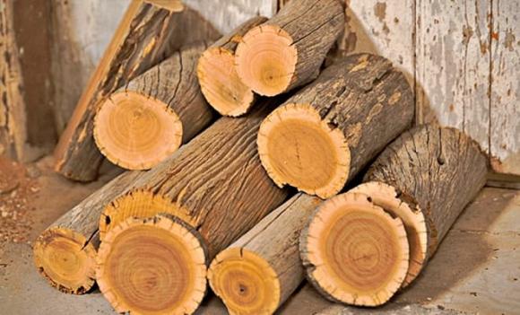 Loại gỗ đắt giá nhất nhì thế giới, gỗ đàn hương, vàng lỏng