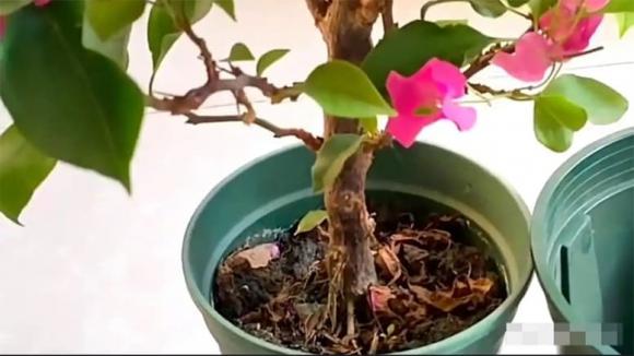 hoa giấy, chăm sóc cây cảnh