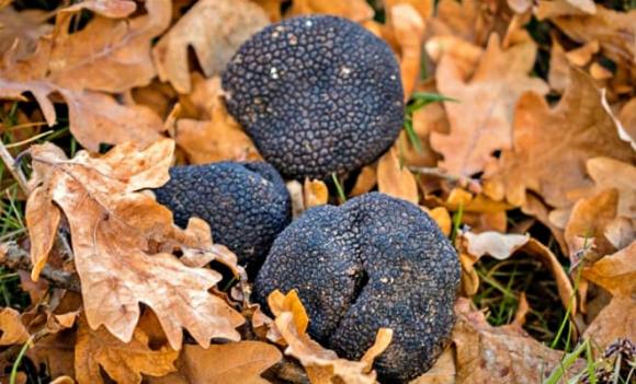 Nấm truffle, vàng đen, giá trị dinh dưỡng, đặc sản, món ngon