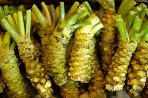 cây Wasabi , giá Wasabi