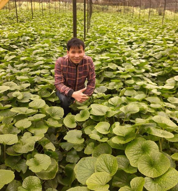 cây Wasabi , giá Wasabi