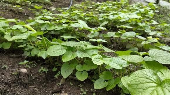 cây Wasabi , giá Wasabi