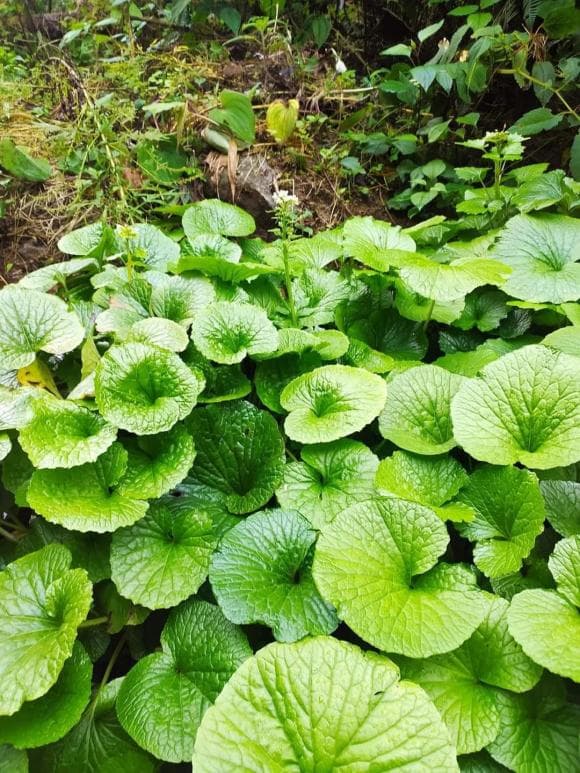 cây Wasabi , giá Wasabi