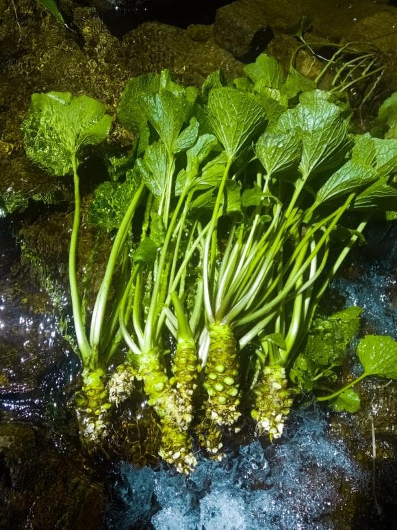 cây Wasabi , giá Wasabi