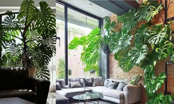 cây cảnh, ban công, cây xui xẻo