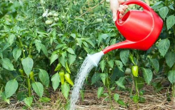 trồng ớt, quả ớt, trồng cây