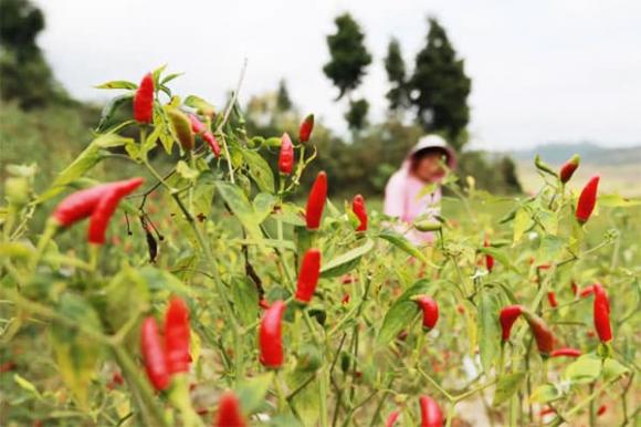 trồng ớt, quả ớt, trồng cây