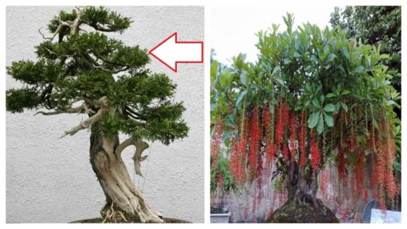 Cây phong thuỷ, Cây hoa hòe, Cây Lộc vừng